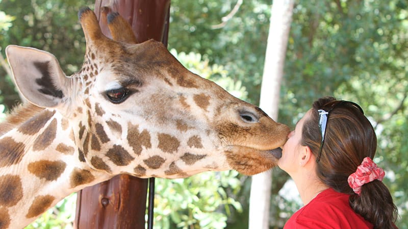woman kissing a giraffe