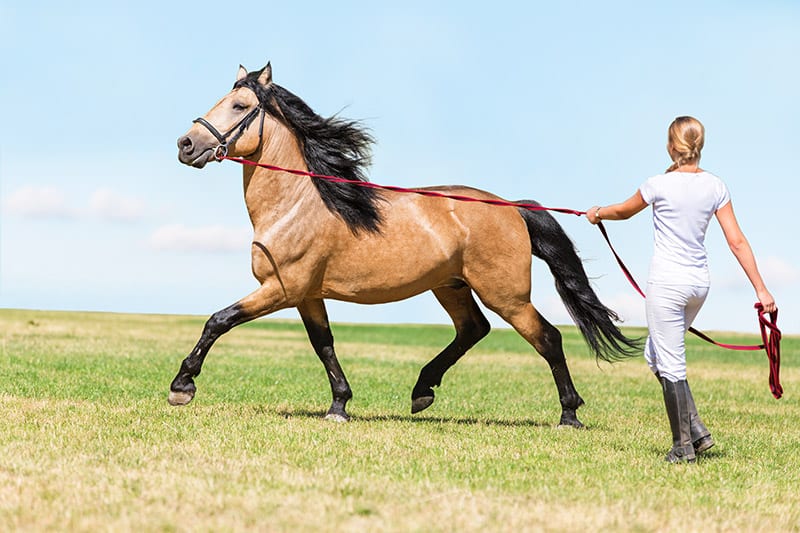 woman training horse to lunge