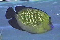 Gold-spangled Angelfish, Apolemichthys xanthopunctatus