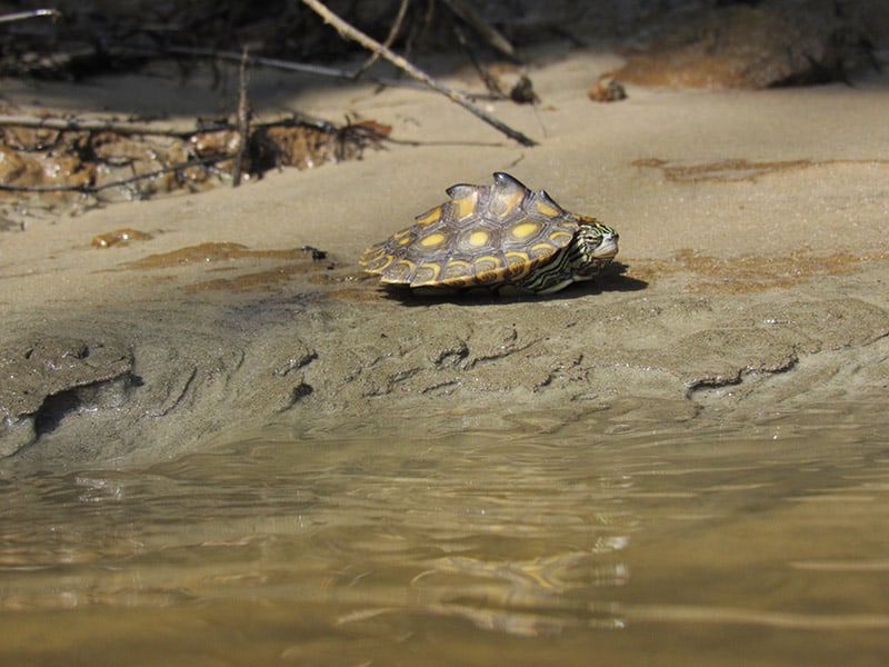 Yellow-blotched Map turtle basking