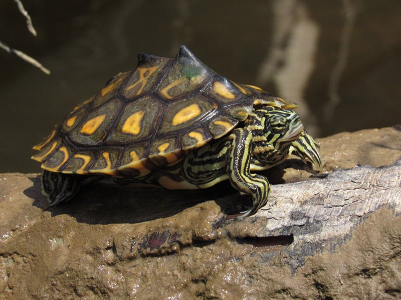 Yellow-blotched Map turtle
