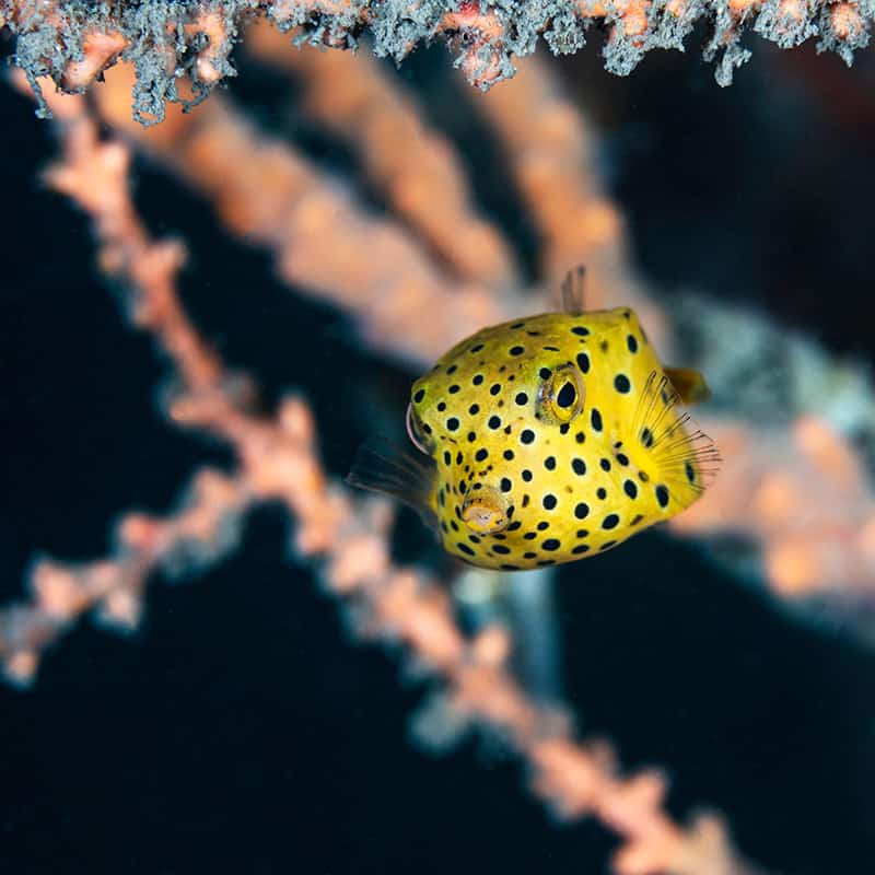 Yellow Boxfish or polka dot boxfish