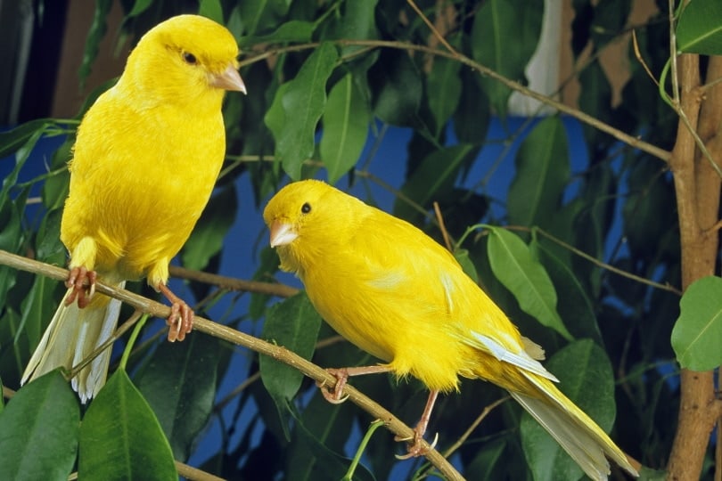 yellow canaries on branch