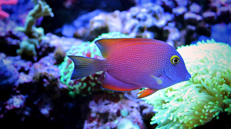 yellow-eyed tang fish