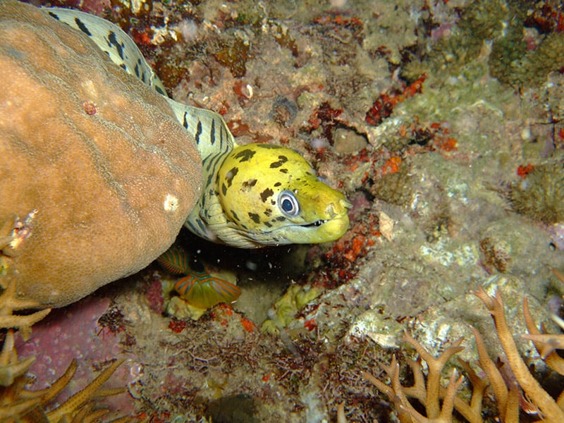 Yellow-headed moray eel