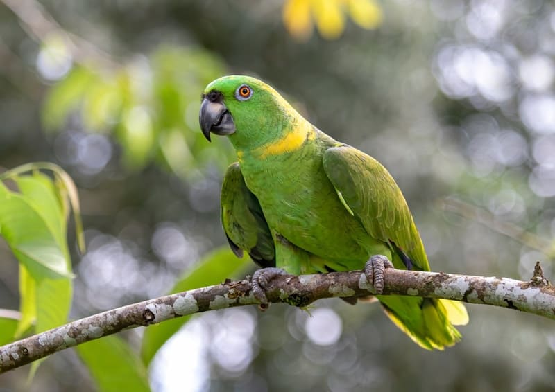 Yellow-naped Amazon