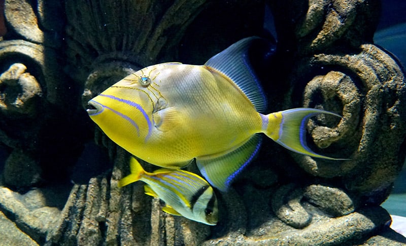 yellow Queen Triggerfish