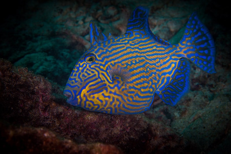 Yellow-spotted Triggerfish