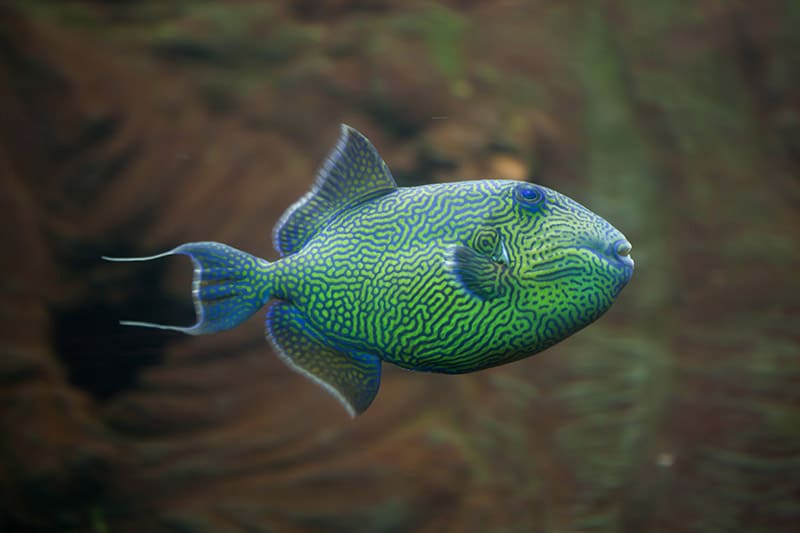 Yellow-spotted triggerfish 