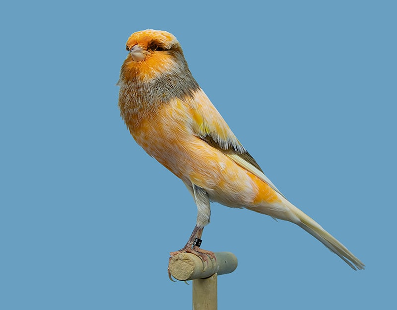 Yorkshire canary bird perched