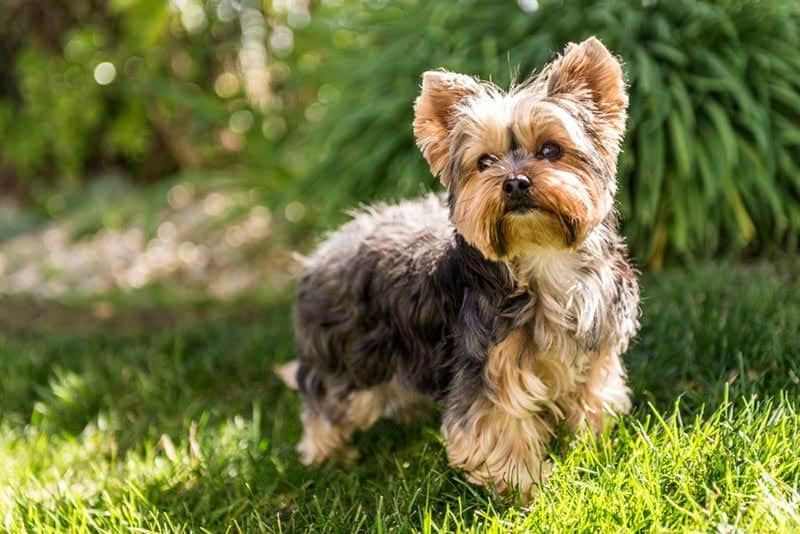 yorkshire terrier dog standing on grass