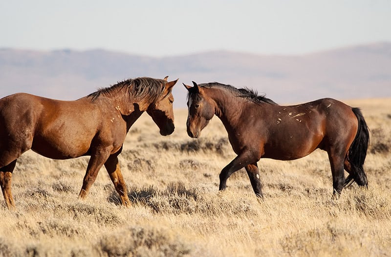 Young mustang horses 