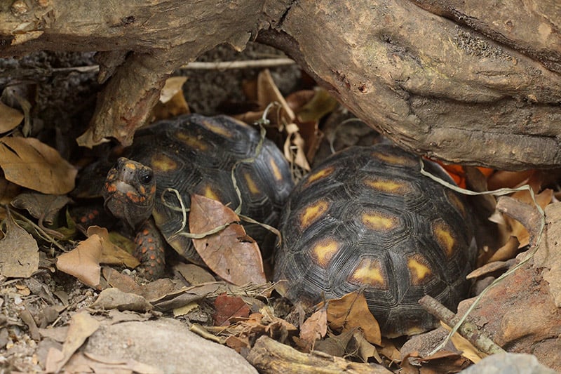 young Red-foot Tortoises