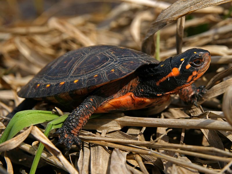 Young Spotted Turtle 