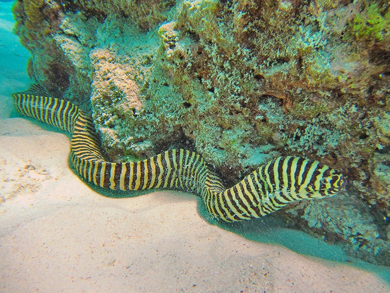 zebra moray eel underwater