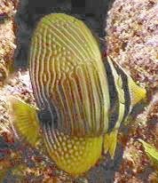 Picture of a juvenile Desjardin's Sailfin Tang or Red Sea Sailfin Tang - Zebrasoma desjardinii