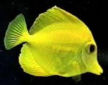Picture of a Yellow Tang or Yellow Sailfin Tang - Zebrasoma flavescens