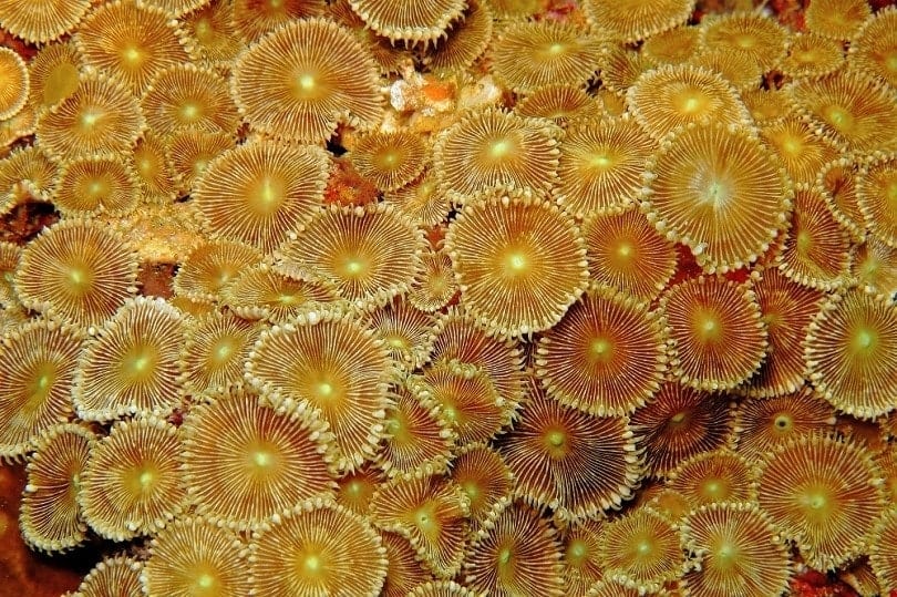 zoanthids-sea-anemones