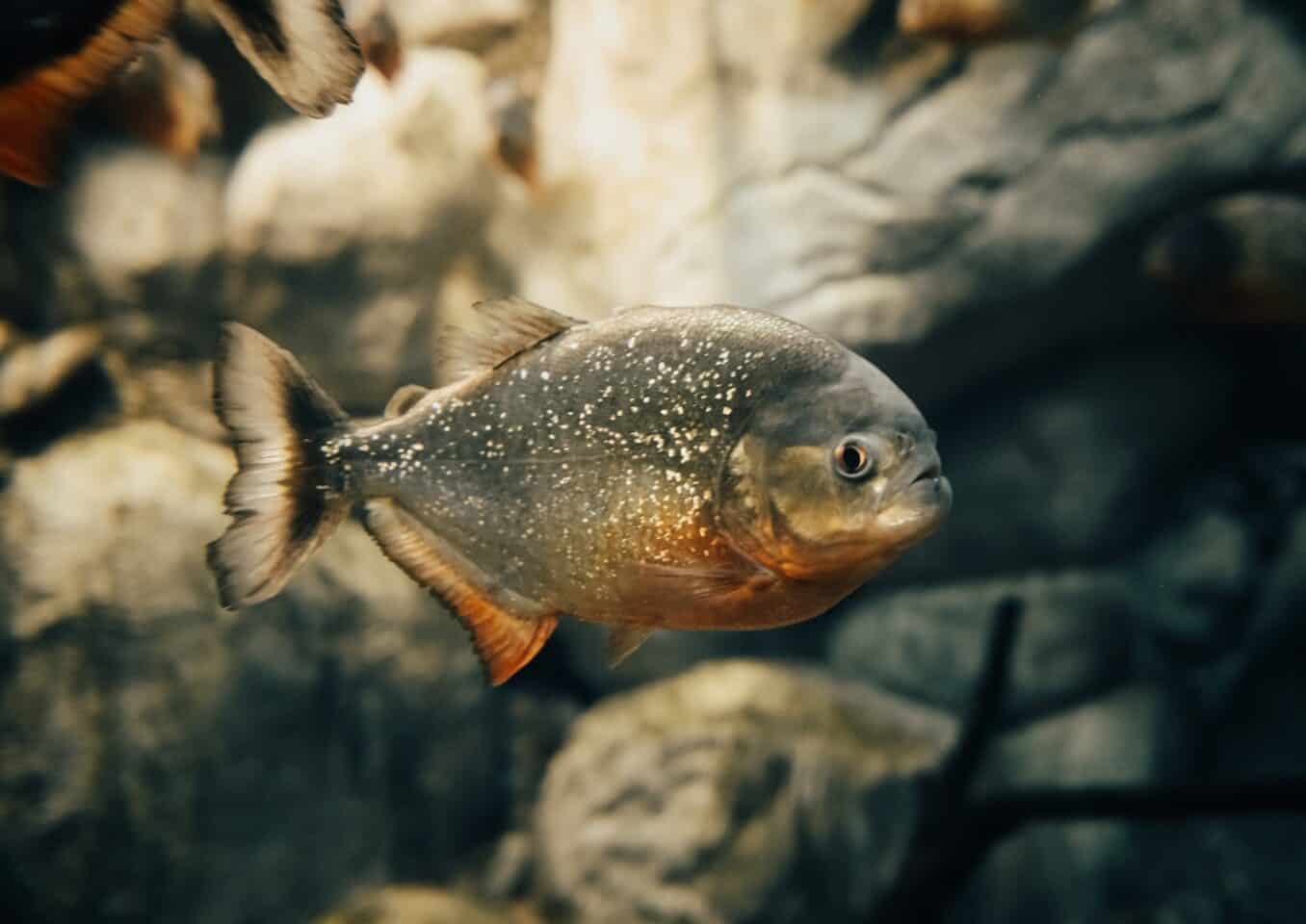 Red-bellied Piranha in Close-up Shot