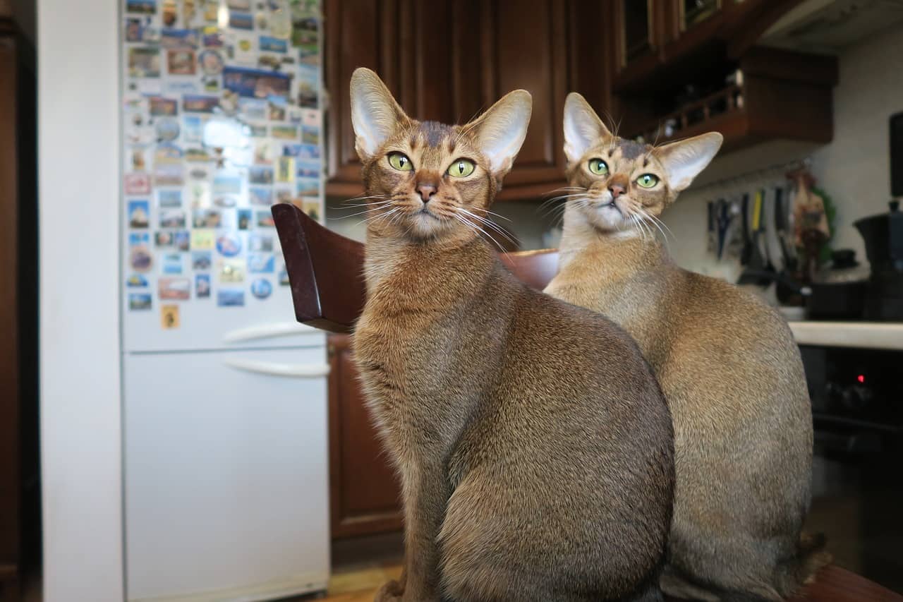 abyssinian cats standing on the table