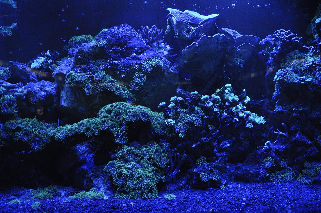 coral reef, sea, blue
