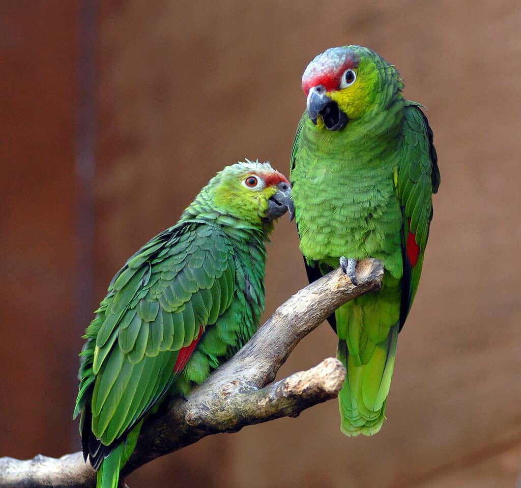 A Pair of Ecuadorian Amazon Red-Lored Parrots