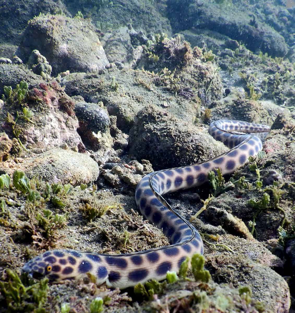 spotted snake eel