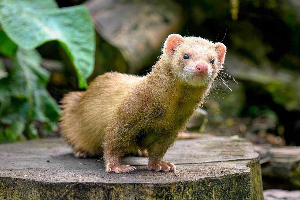 ferret on a wood