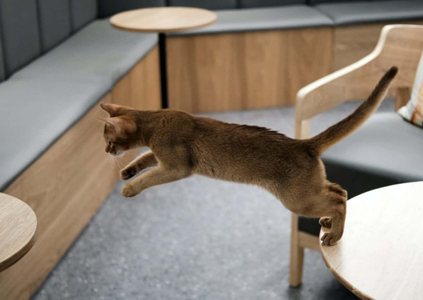 a cat jumping from the table