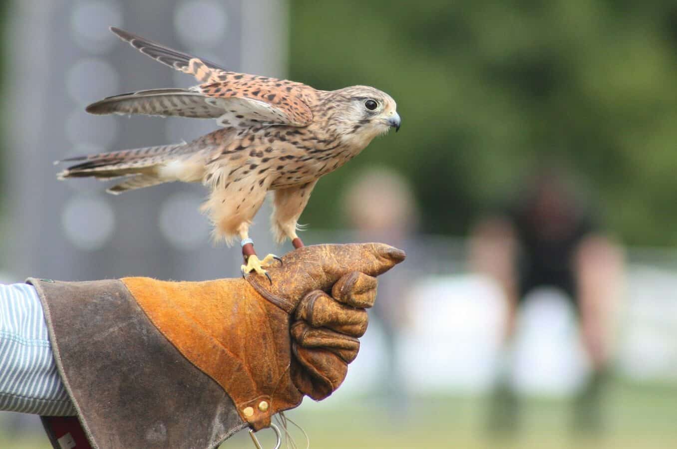 falcon perch in human's hand