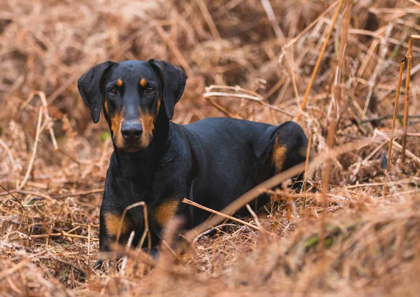 Short-coated Black and Brown doberman on Brown Grass Field