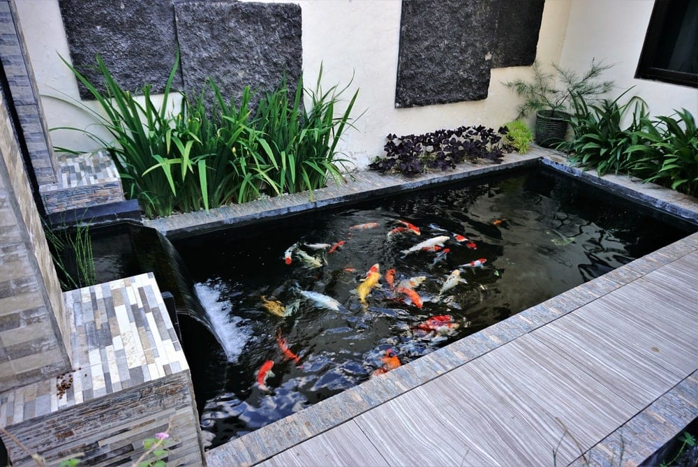 simple back yard fish pond