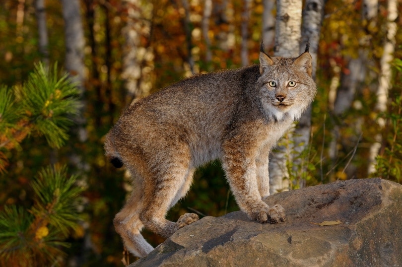 Canadian Lynx standing on rock