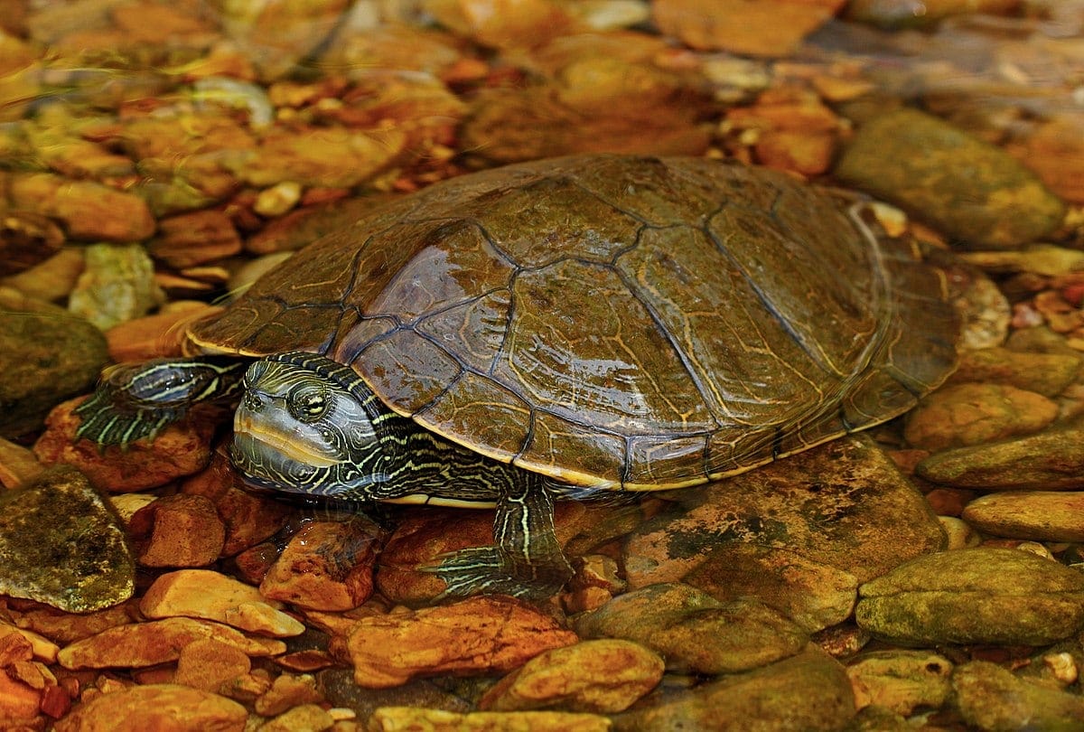 Common Map Turtle (Graptemys geographica) (36510522160)