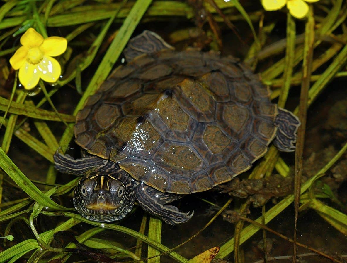 False Map Turtle (Graptemys pseudogeographica pseudogeographica) (49999438121)