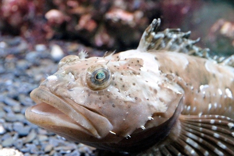 Gobi fish