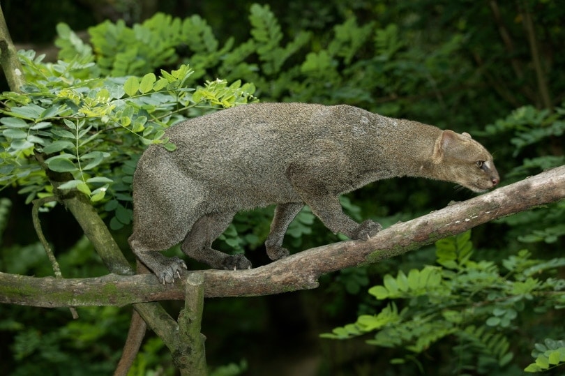 Jaguarundi on tree branch