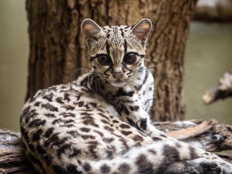 Margay, Leopardus wiedii, lies on a branch watching the surroundings