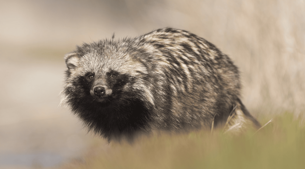 Nyctereutes procyonoides - Racoon dog