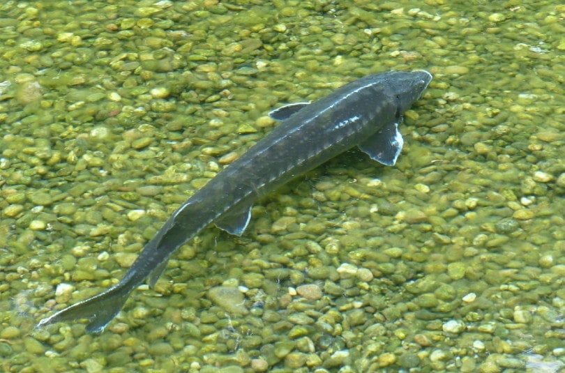 Sterlet Fish