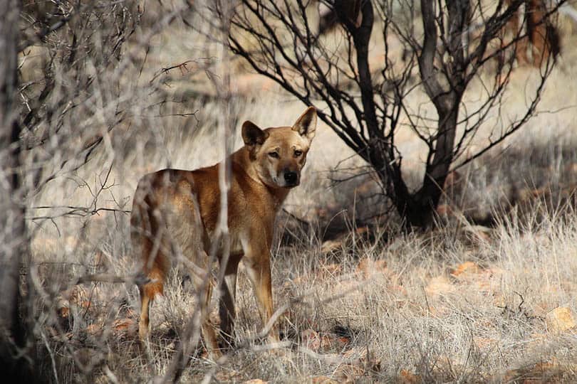 a dingo in the wild
