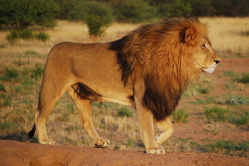a lion walking in the wild
