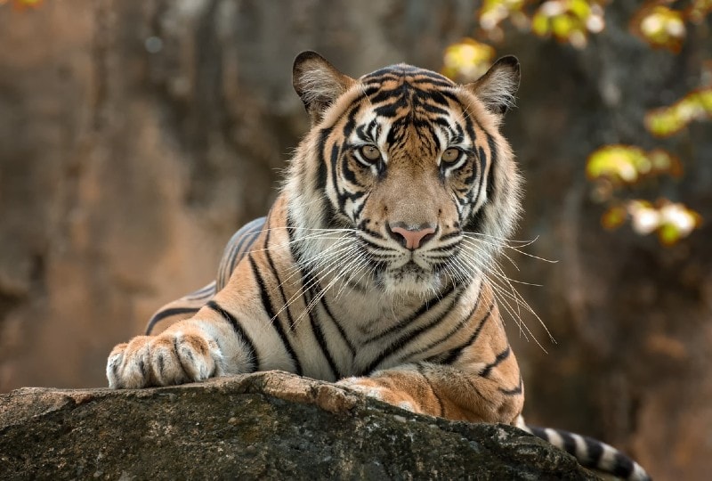 a tiger on a rock