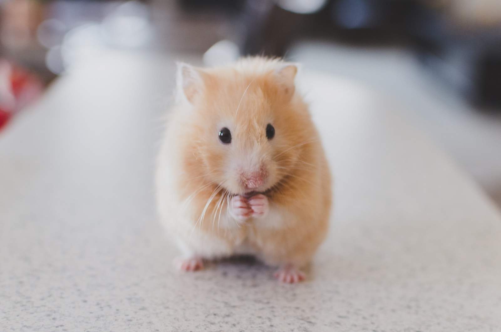 A hamster