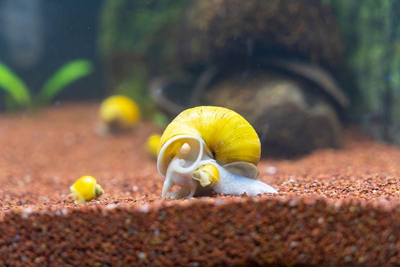 apple snail in the aquarium
