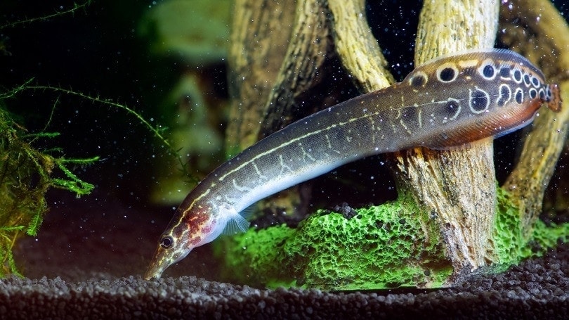Eel fish in aquarium