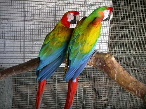 verdi macaw