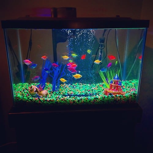 aquarium with different fish