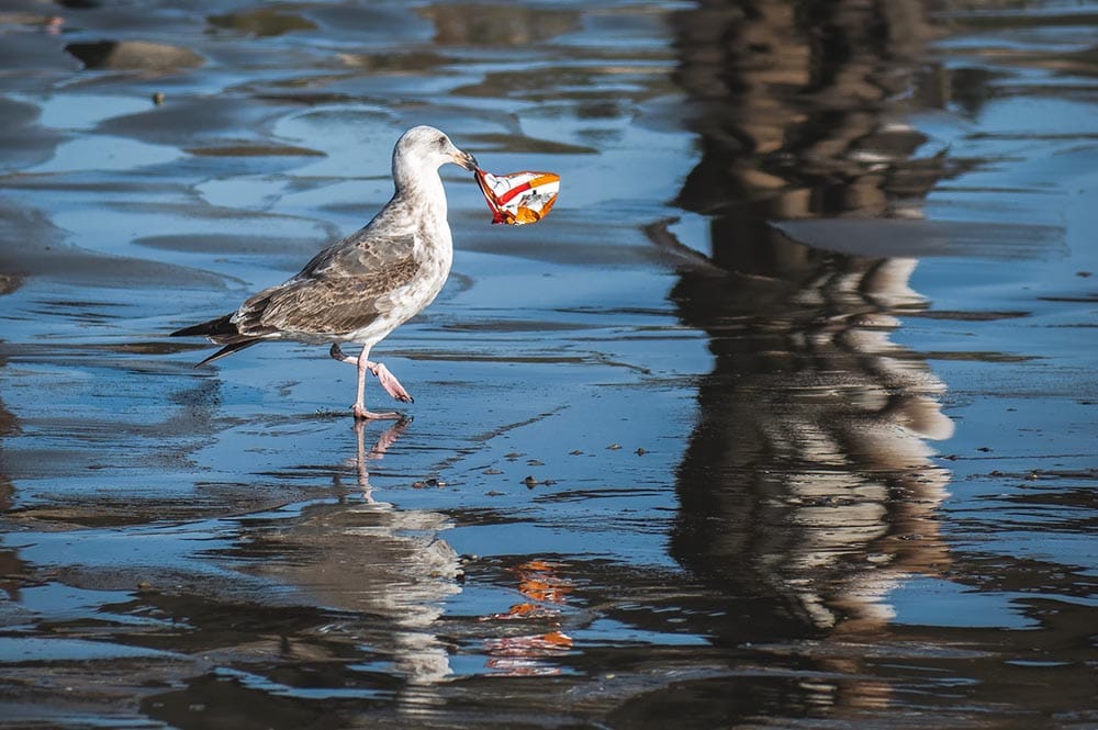 bird with trash on its beak