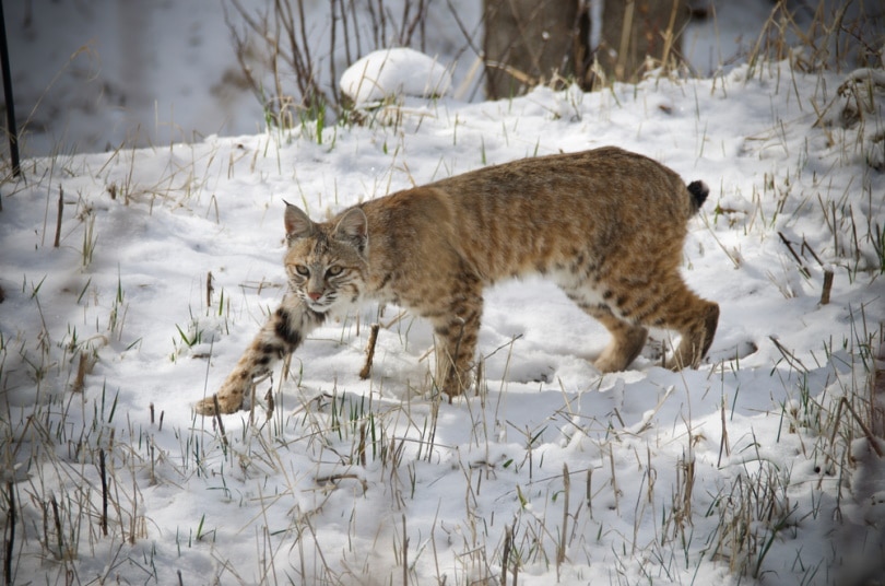 bobcat stalking prey in Colorado